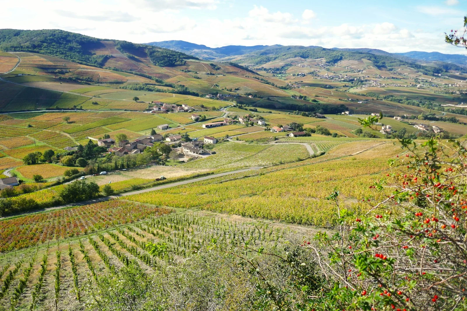 Vignoble du Beaujolais à Brouilly, coteaux et village viticole